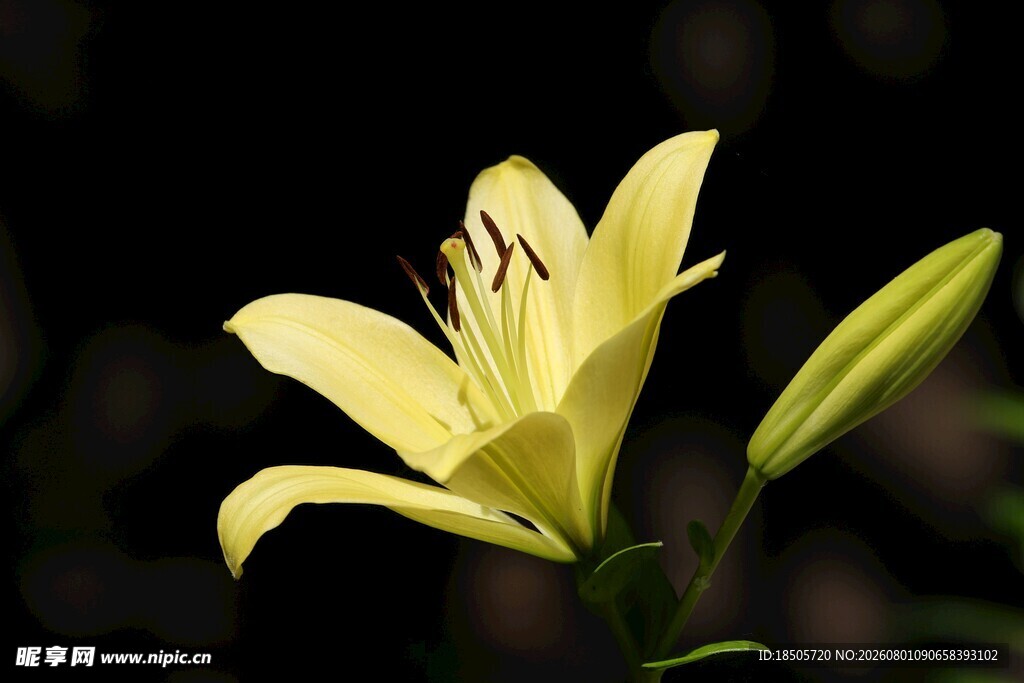 黄色百合花特写