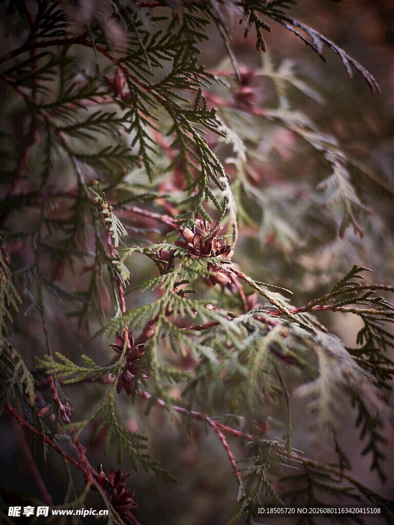 枝叶交错的植物景观