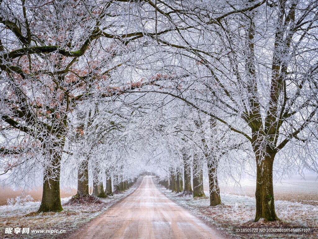 冬日雪覆林荫道美景