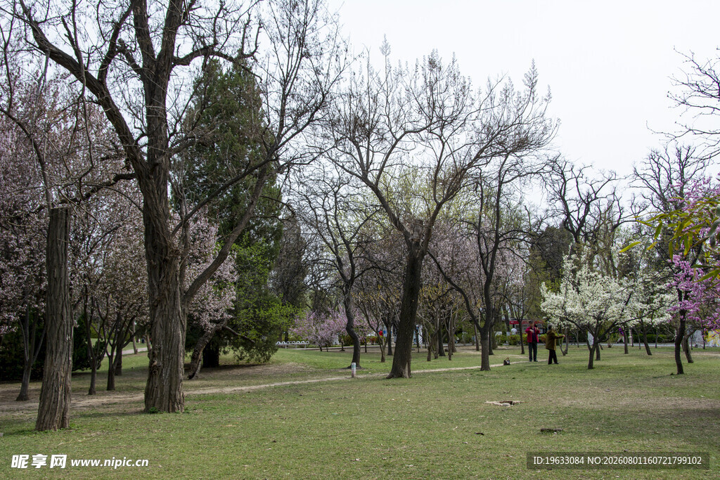 春色满园