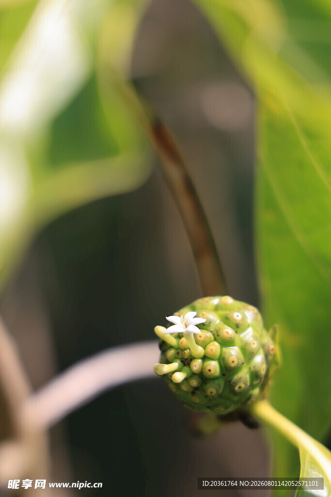 绿色植物花苞特写