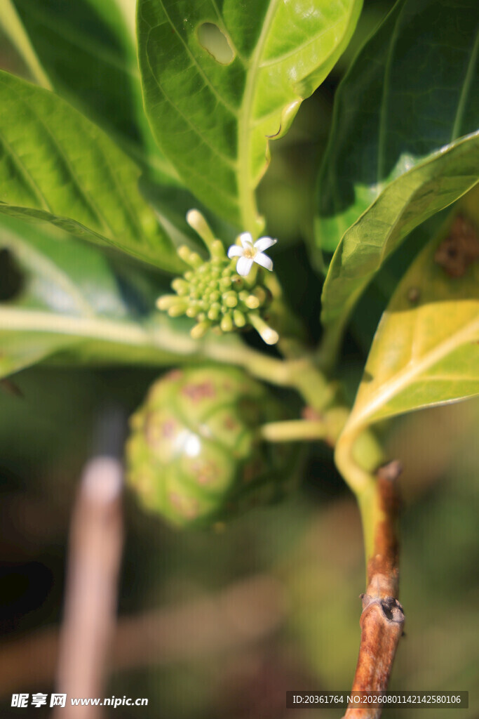 咖啡树的花朵与果实