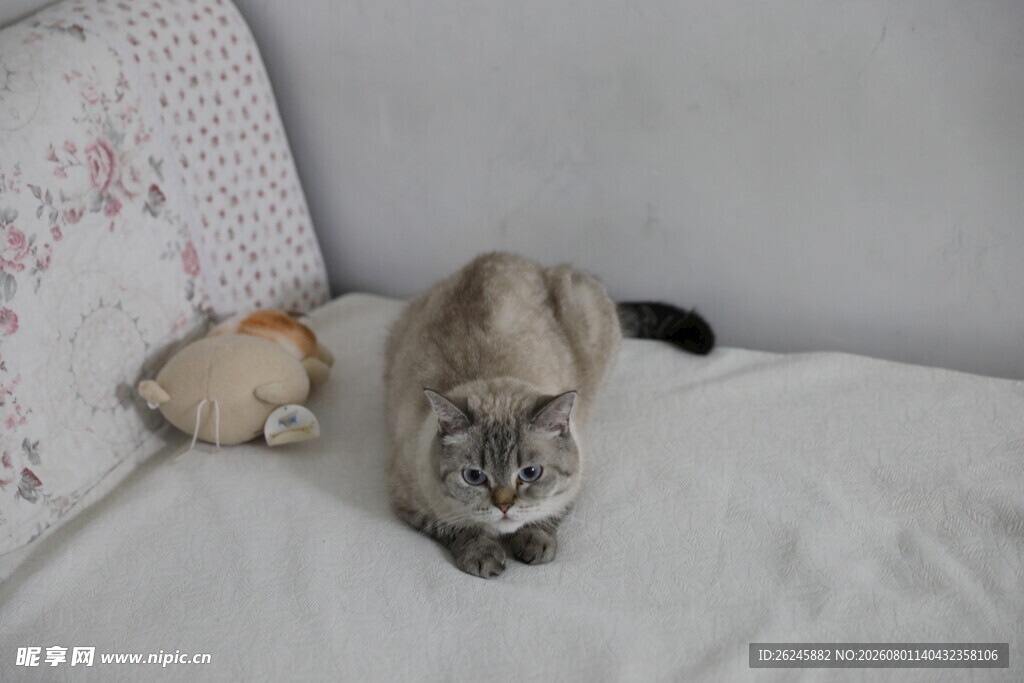 沙发上的猫咪与可爱玩偶
