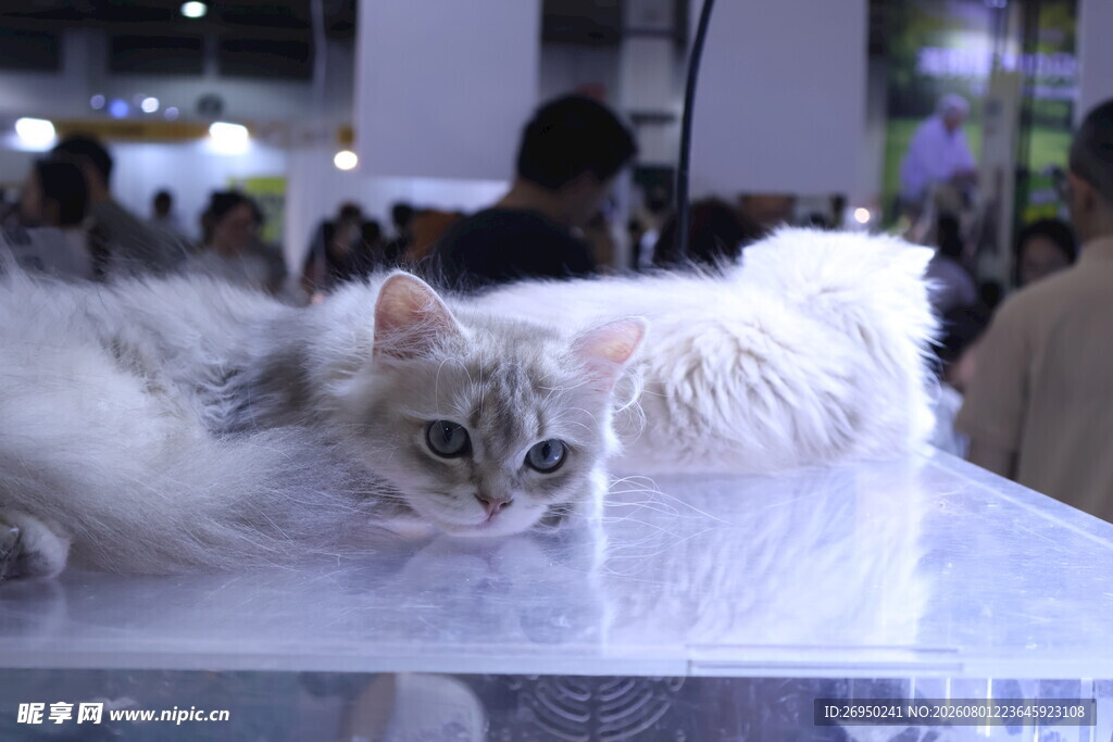慵懒猫咪趴于透明台面上