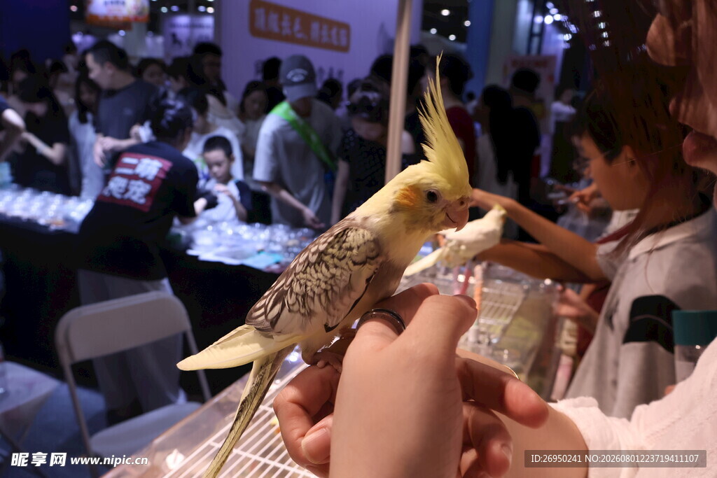 小孩手中的可爱鹦鹉
