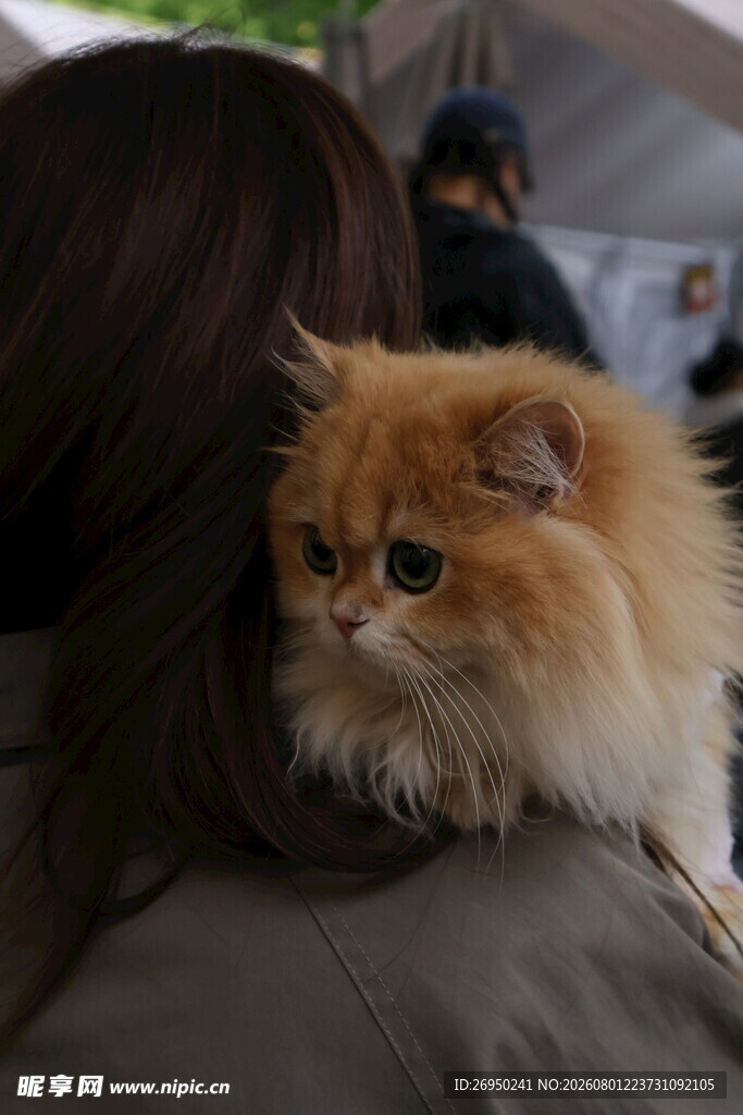 肩头的长毛橘猫超可爱