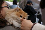 温柔抚摸怀中长毛橘猫