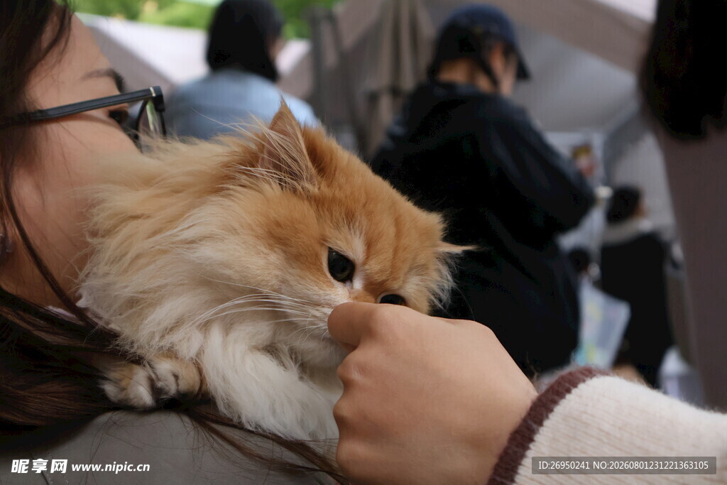 温柔抚摸怀中长毛橘猫