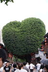 心形绿植吸引众多游客