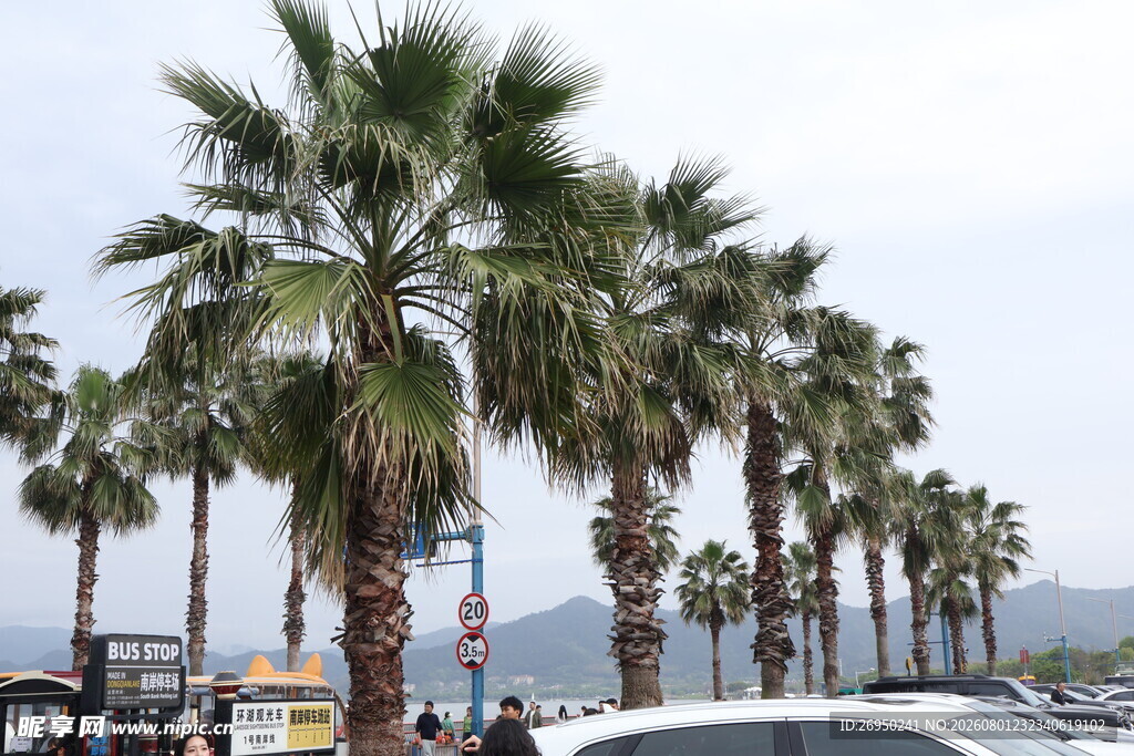 海滨道路旁的高大棕榈树
