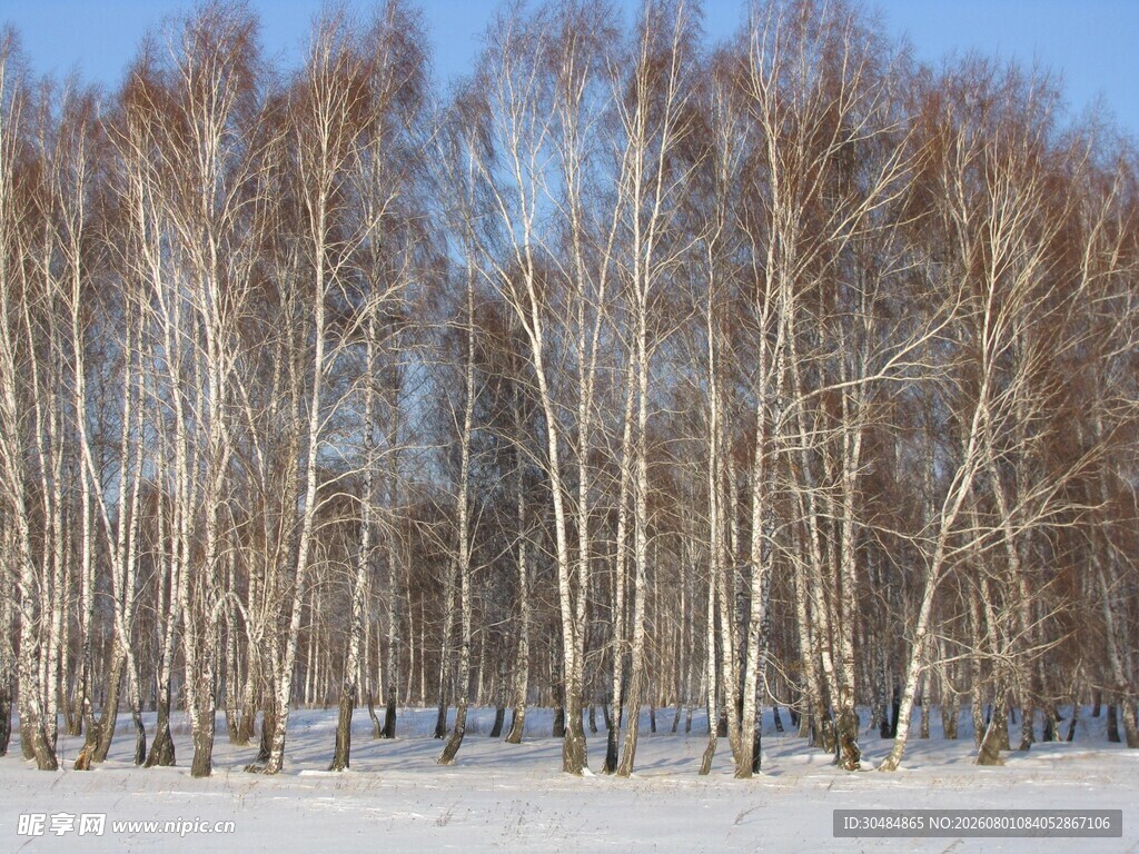 冬日白桦林雪景