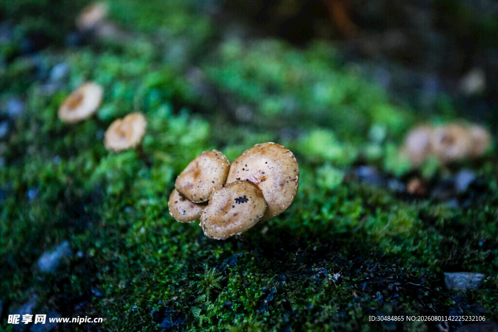 青苔上的可爱小蘑菇