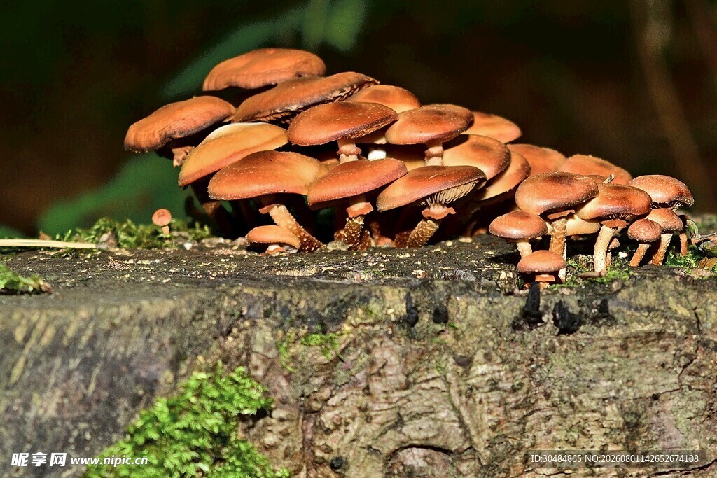 树干上的橙色蘑菇群