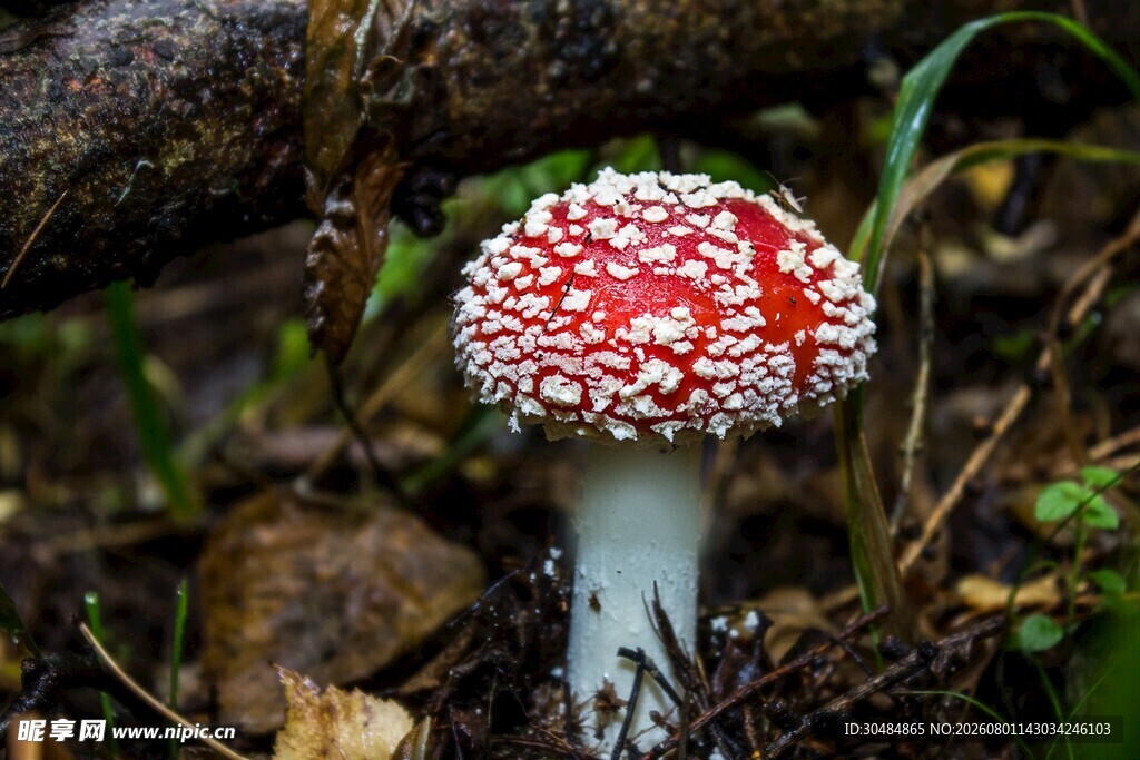 森林中的红白斑点蘑菇