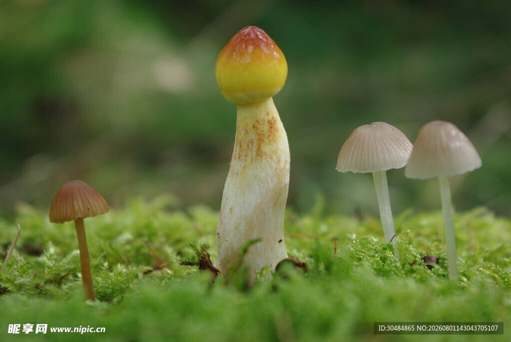 草地上的多彩小蘑菇