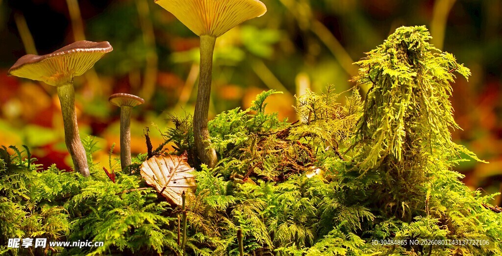 苔藓覆盖的多彩植物景观