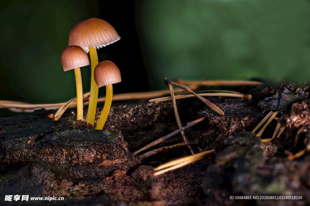 林间小蘑菇