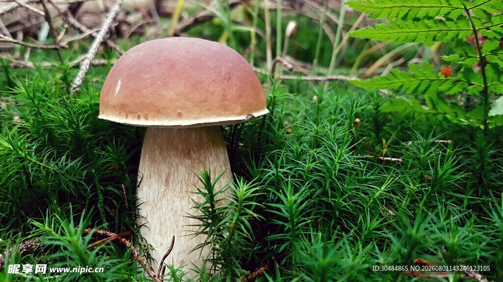草丛中的棕帽蘑菇