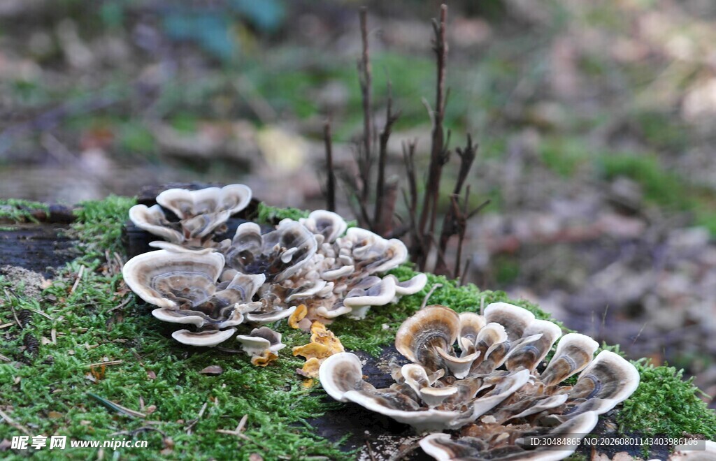 林间苔藓上的簇簇蘑菇
