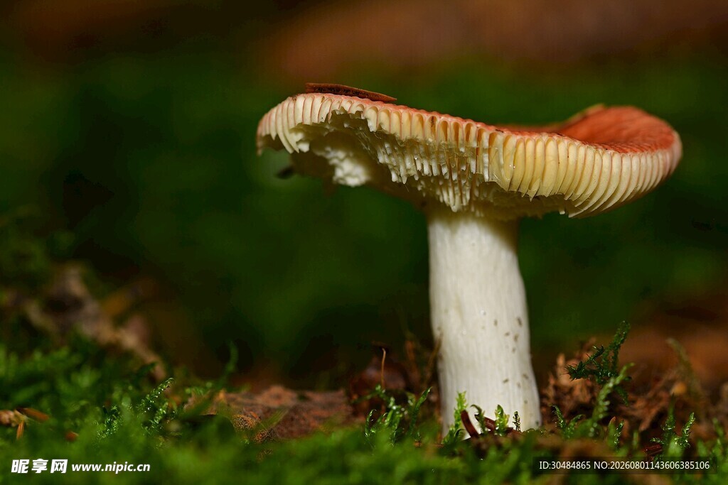 森林中的艳丽蘑菇