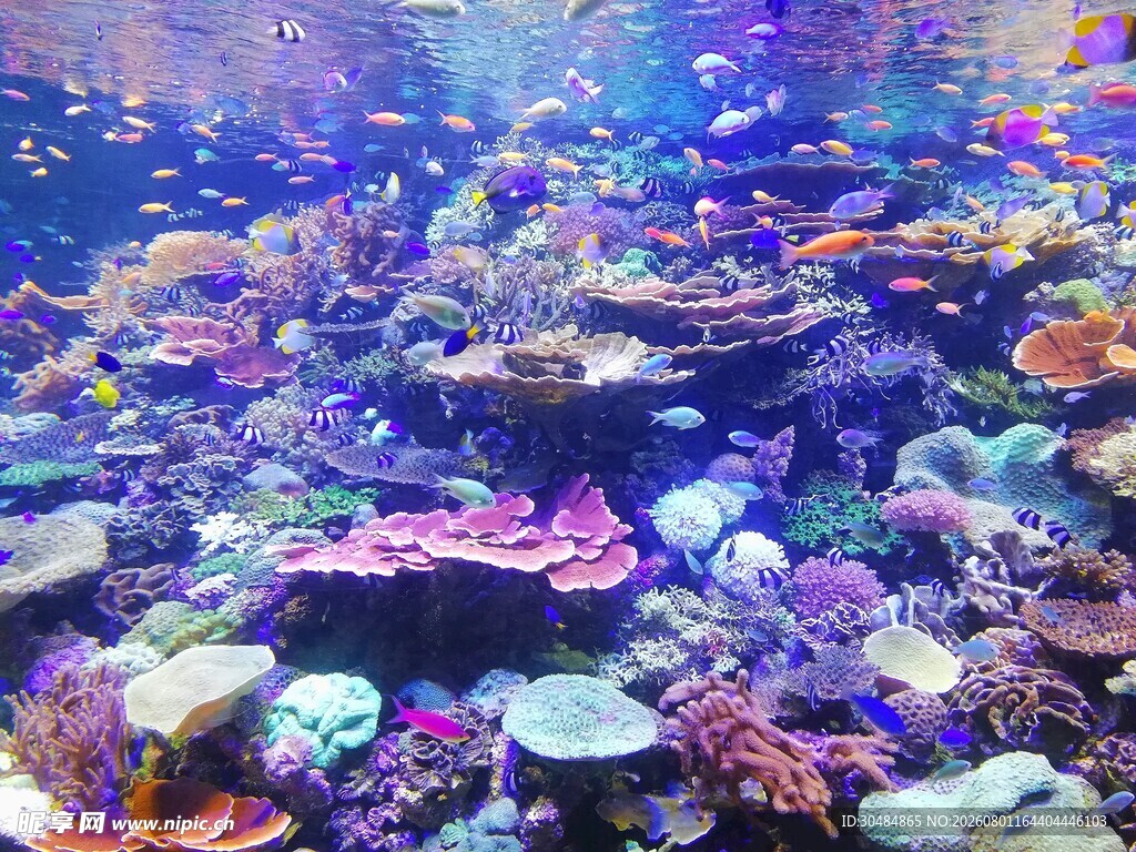 绚丽多彩的海底珊瑚景观
