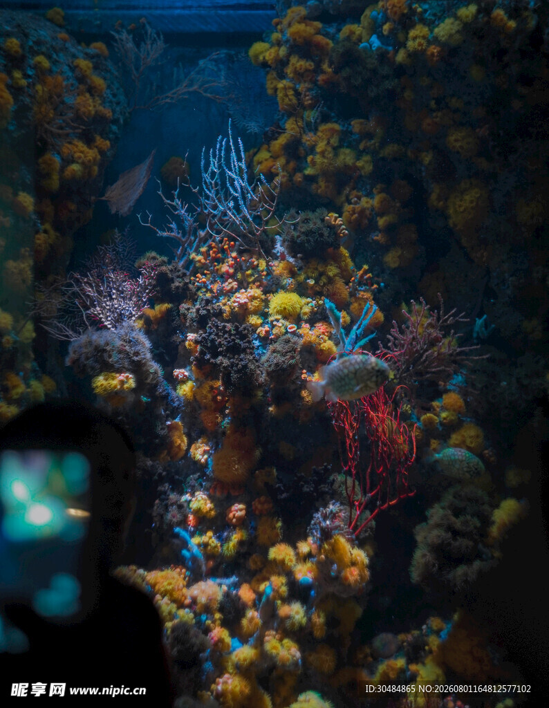 海底绚烂珊瑚景观