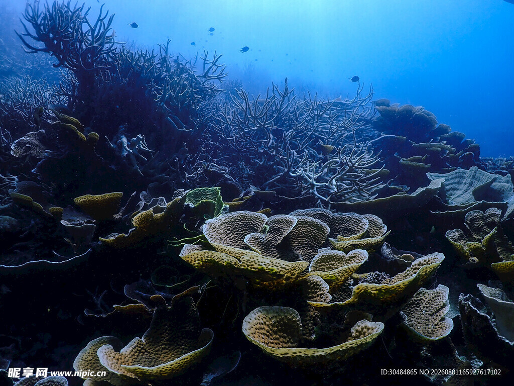 海底珊瑚景观