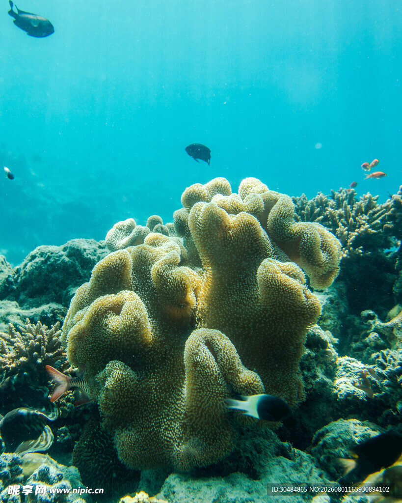 海底美丽珊瑚景观