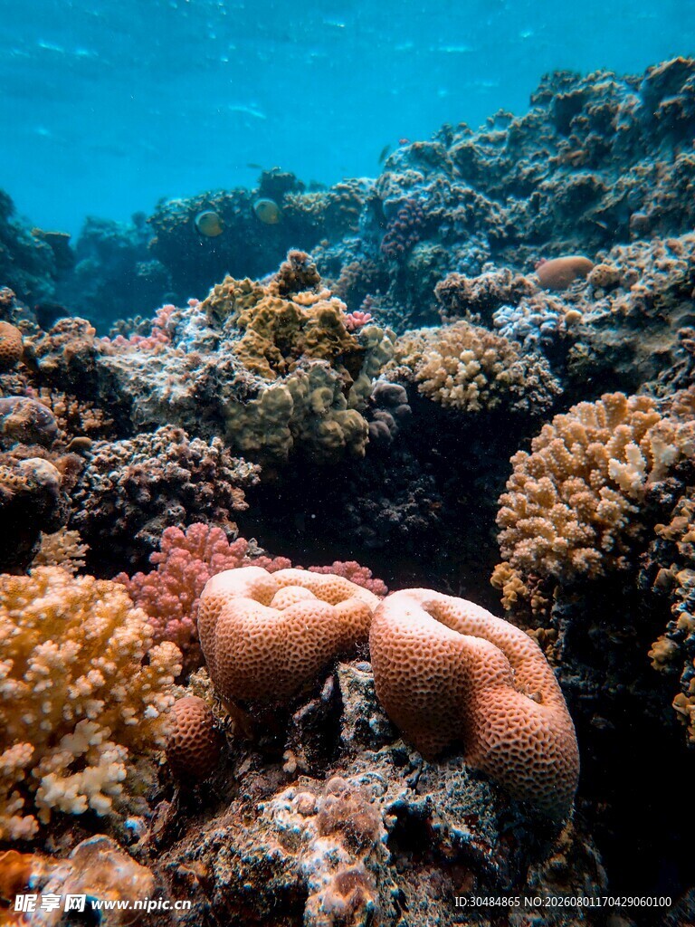 海底多彩珊瑚景观