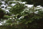 雪覆松枝