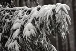 雪覆松枝的冬日美景