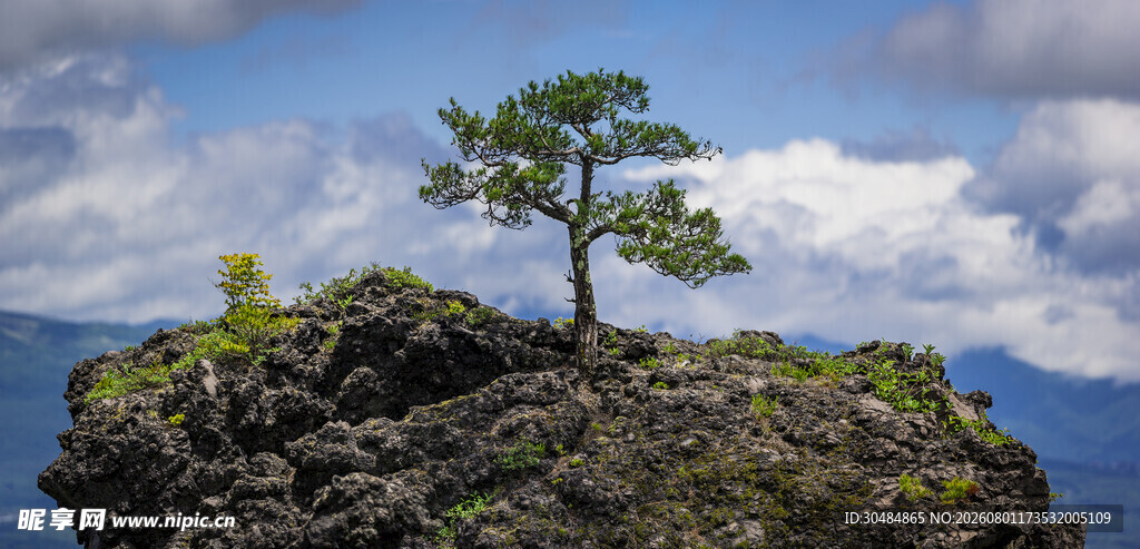 孤松傲立山巅