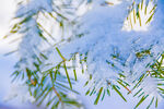 雪覆松针的冬日景致