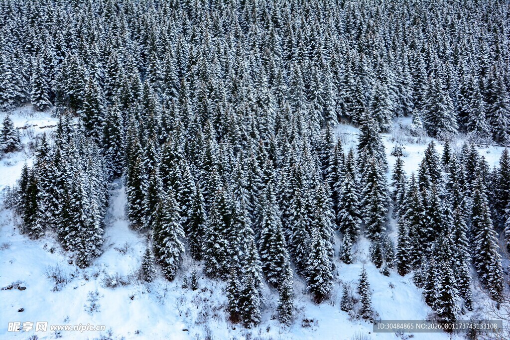 冬日雪覆森林俯瞰美景