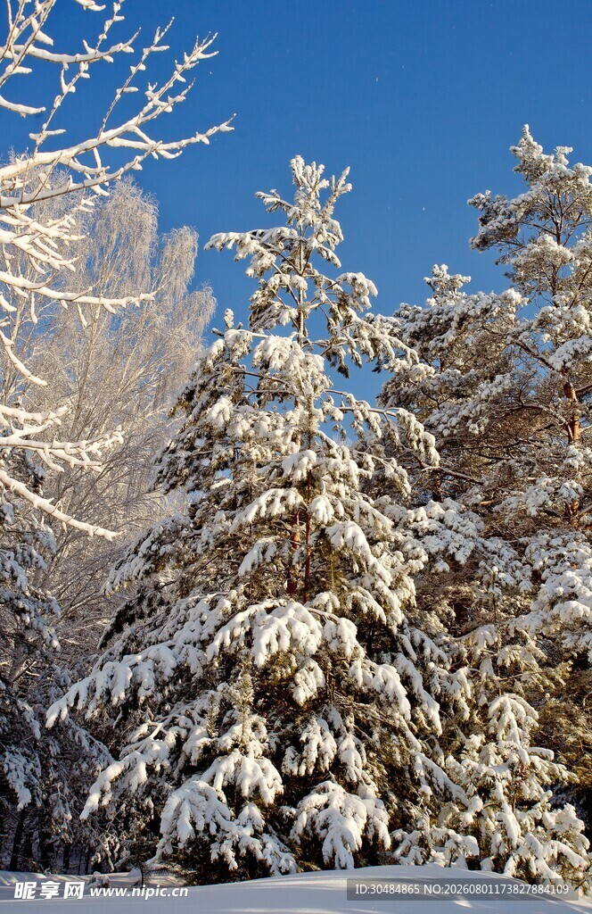 冬日雪景中的银装素裹树木