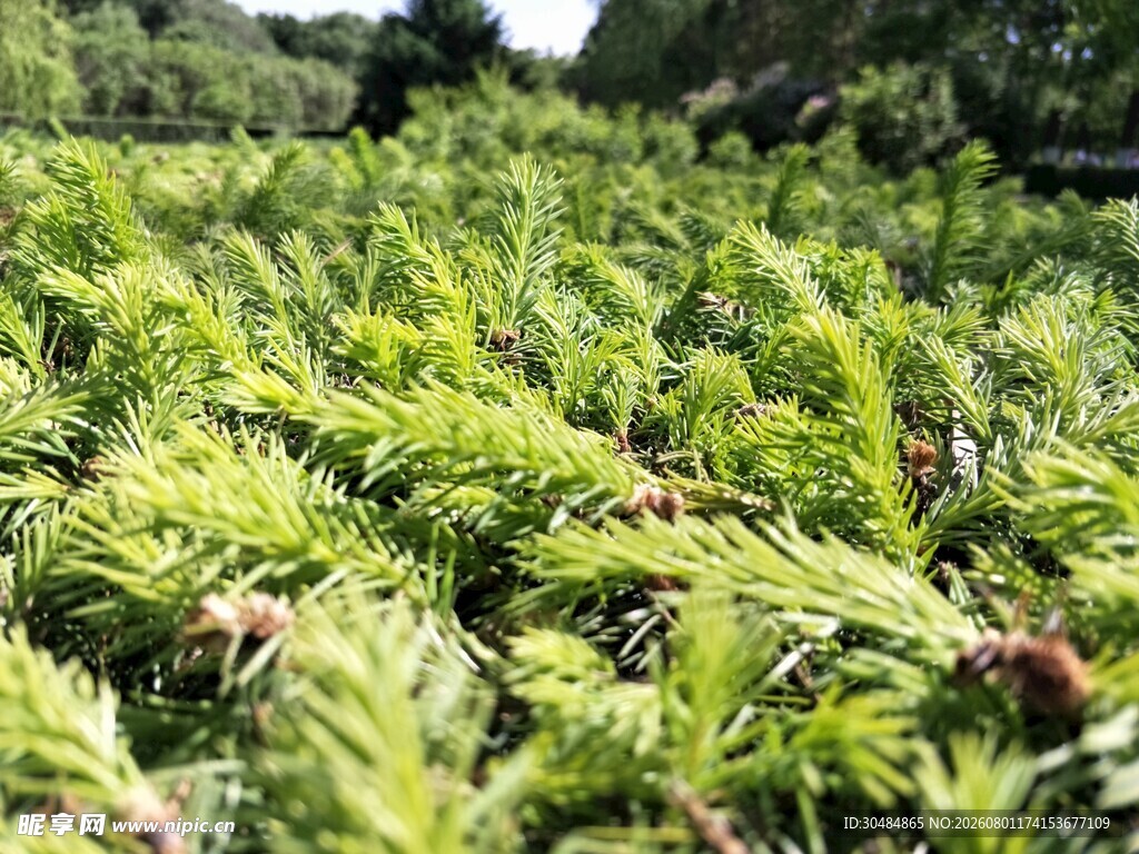 翠绿繁茂的植物景观