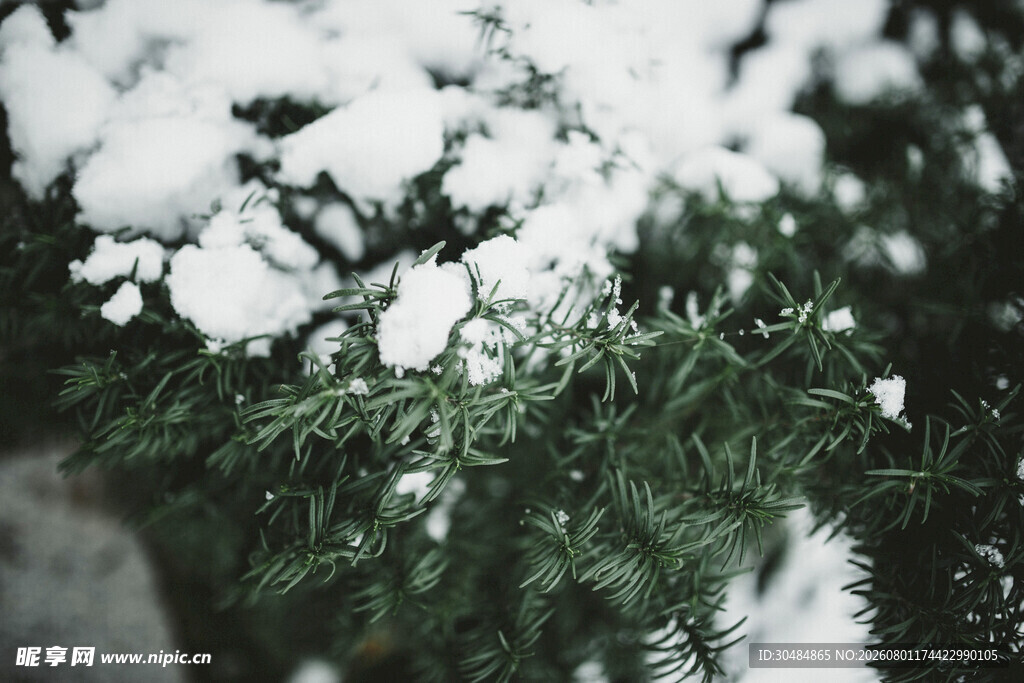 雪覆绿植的清新景致