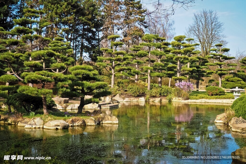 日式园林湖畔松景