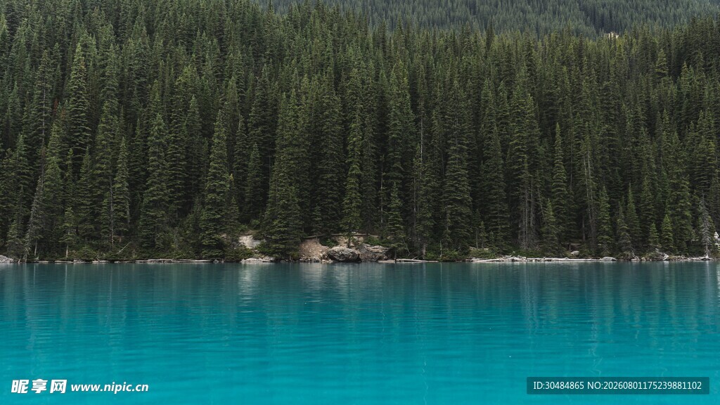 湖畔森林的梦幻蓝湖水