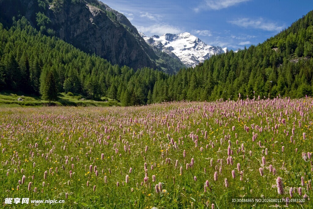山间花海与远处雪山美景