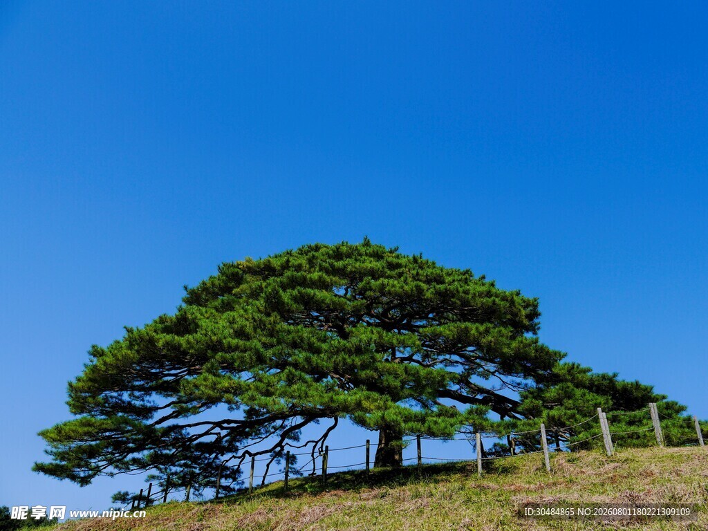 山顶孤松
