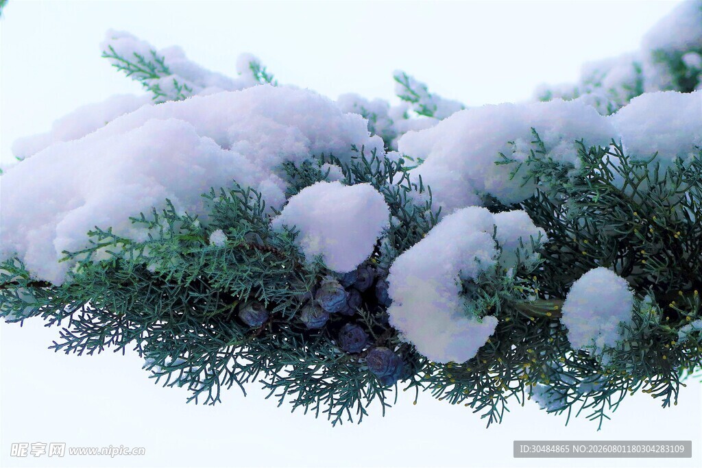 雪覆松枝美景