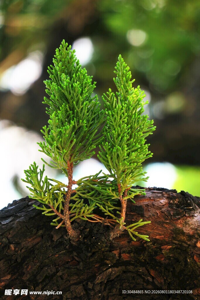 新生绿植于树桩上萌发