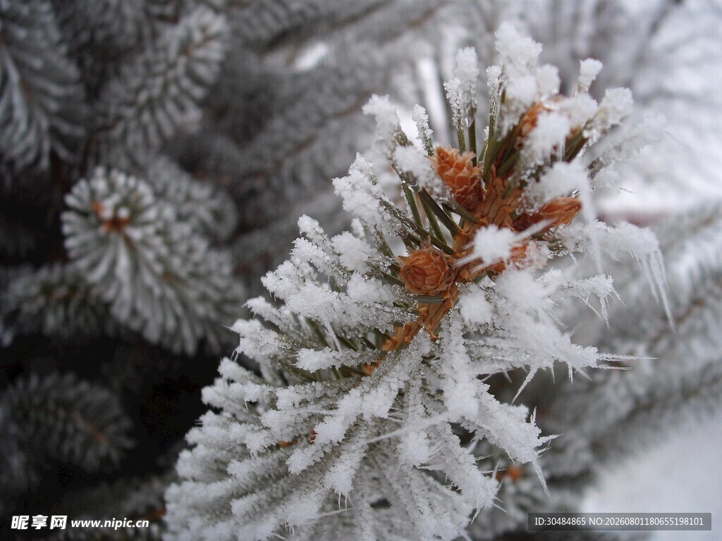 雪覆松枝现冬日美景