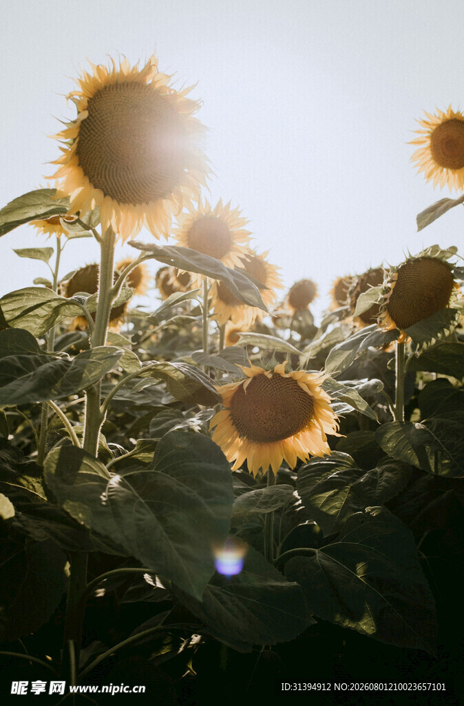 阳光下的向日葵花海
