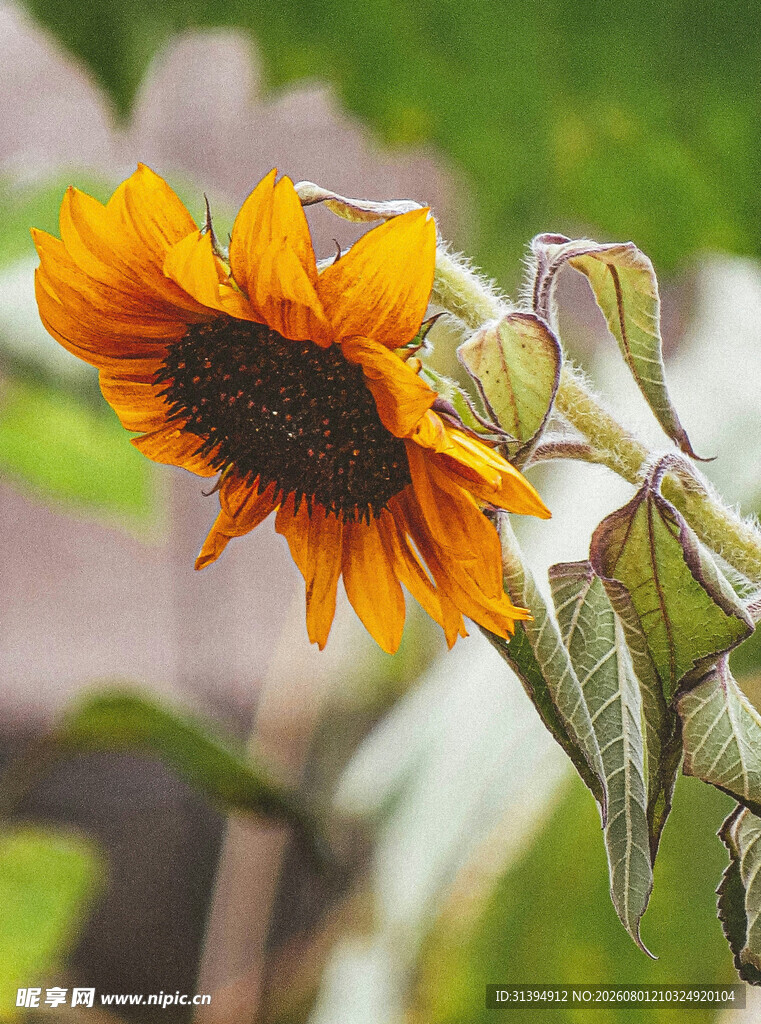 绽放的向日葵特写
