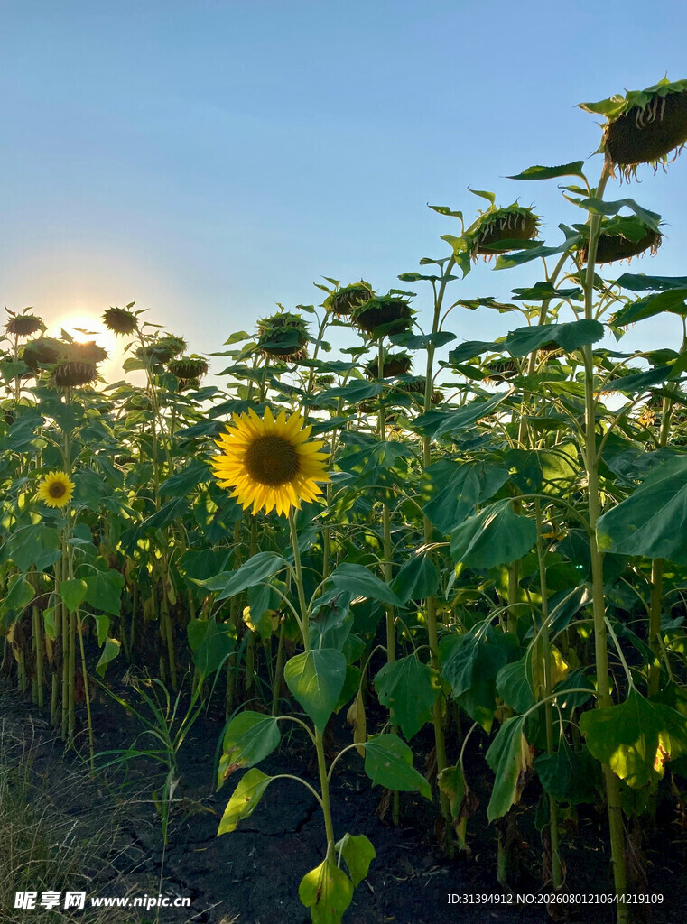夕阳下的向日葵花田
