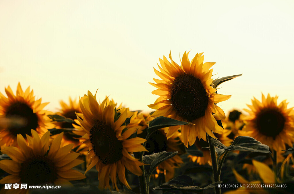 向日葵花海沐浴温暖阳光