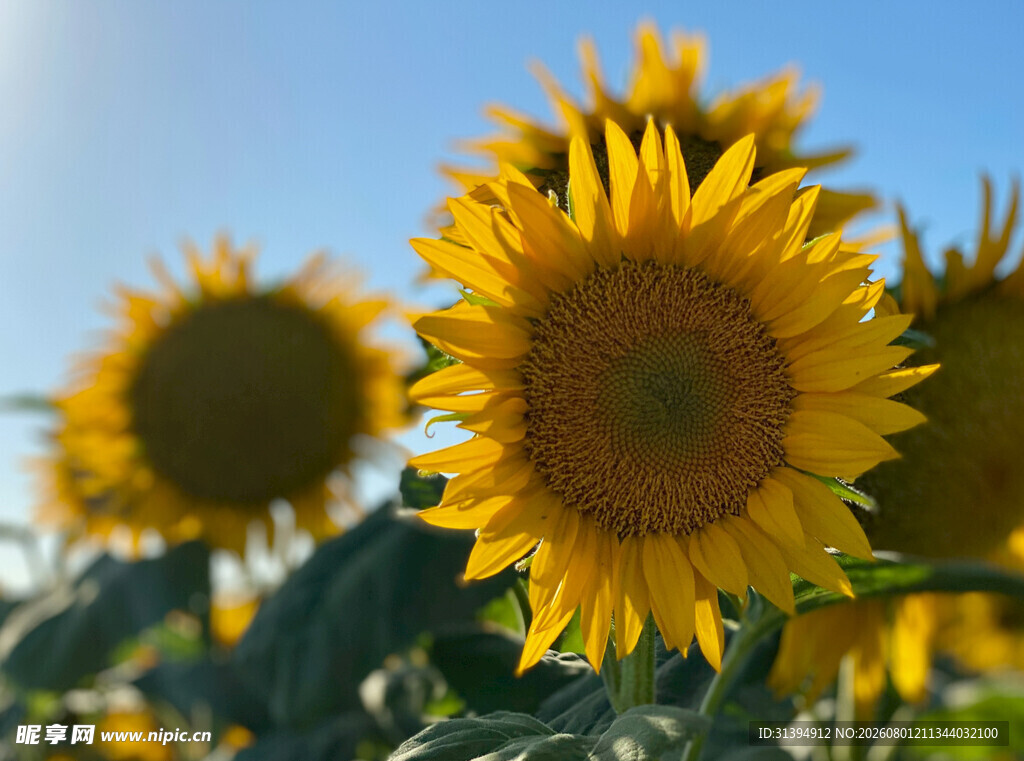 阳光下的向日葵花海