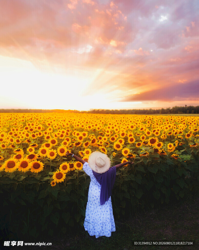 夕阳下女孩漫步向日葵田
